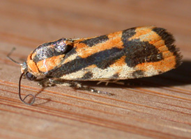 Common Spragueia